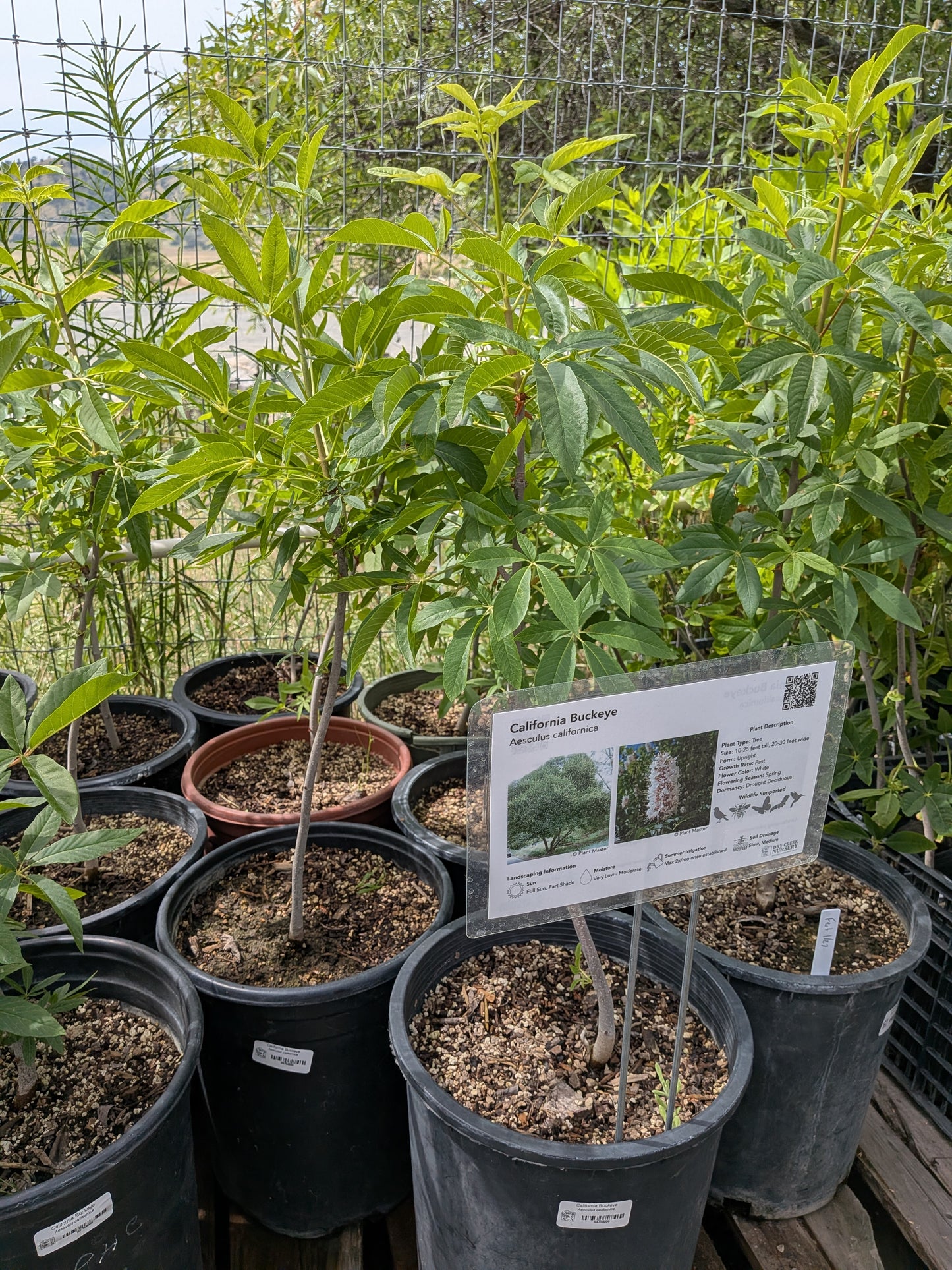 Aesculus californica - CA Buckeye