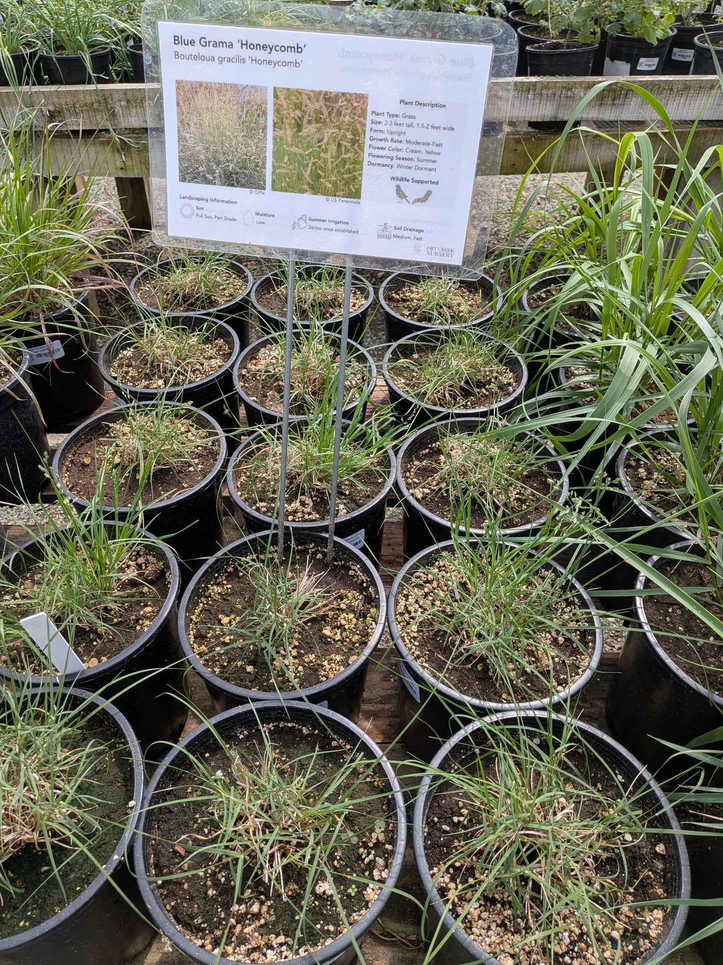 Bouteloua gracilis 'Honeycomb' - Blue Grama Grass Honeycomb