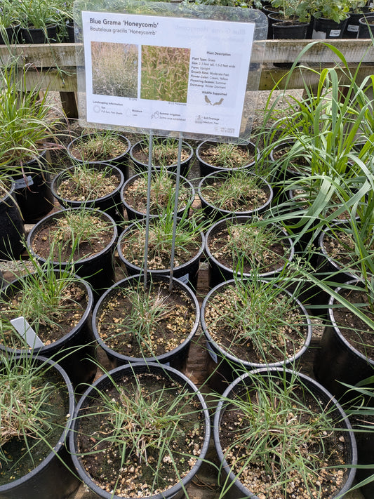 Bouteloua gracilis 'Honeycomb' - Blue Grama Grass Honeycomb