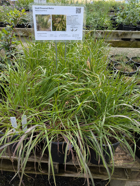 Melica imperfecta - Small Flowered Melica