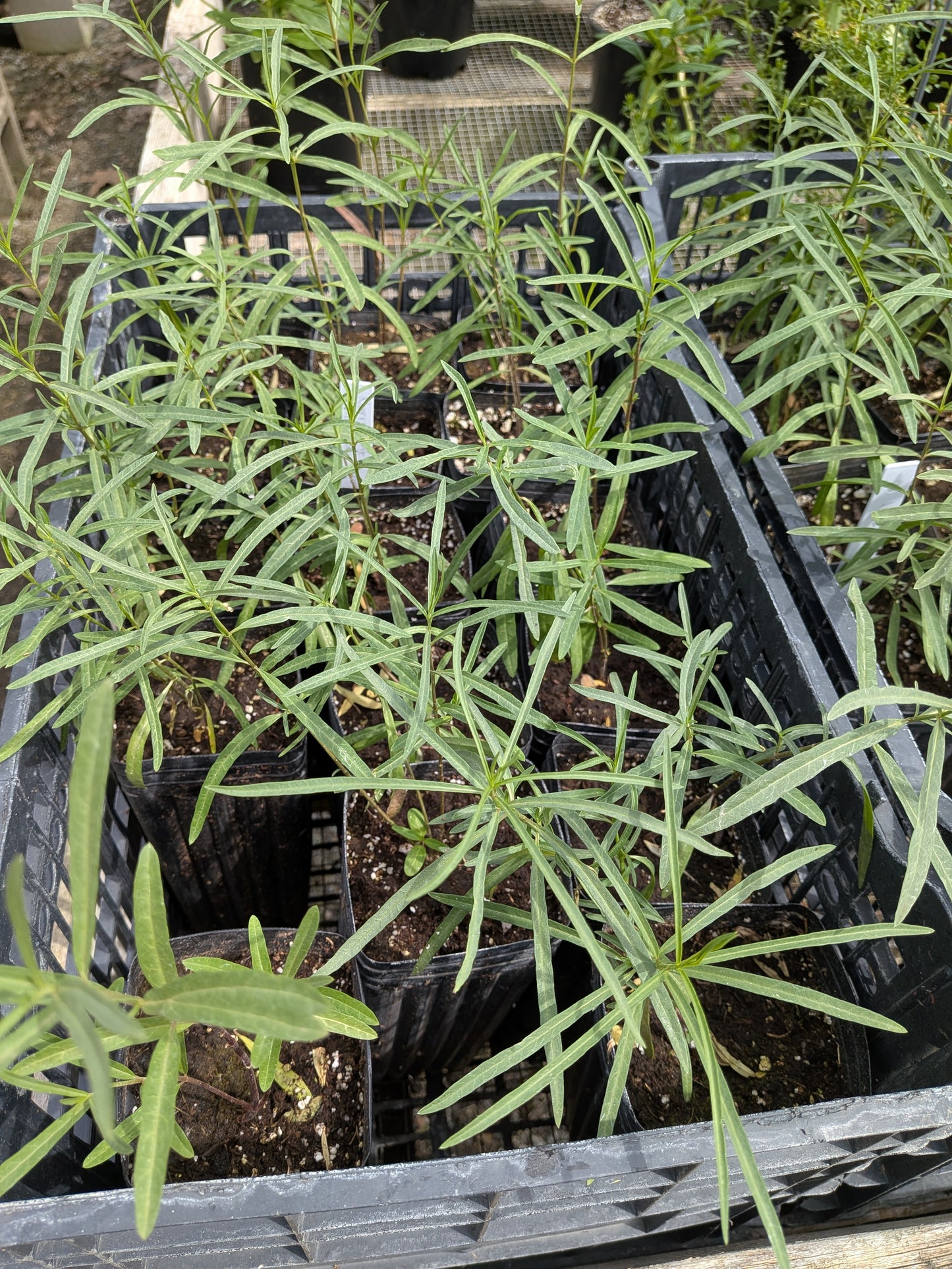 Asclepia fascicularis - Narrowleaf Milkweed