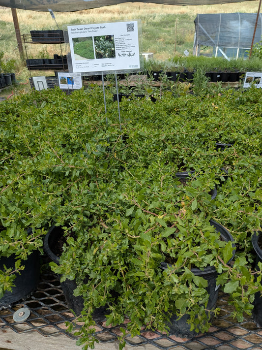 Baccharis pilularis 'Twin Peaks' - Twin Peaks Coyote Bush
