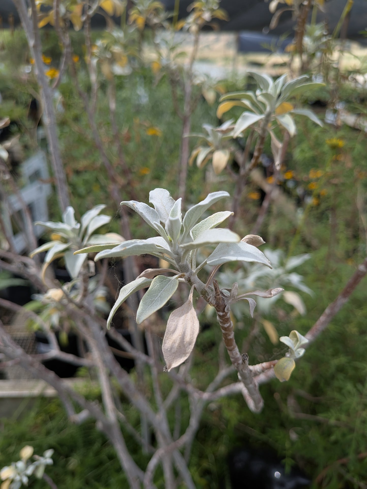 Encelia farinosa - Incienso, Brittlebush