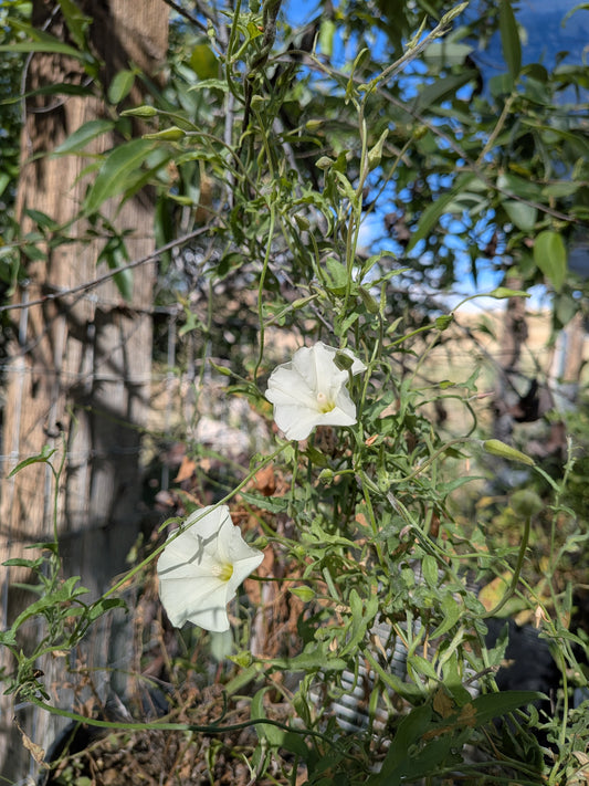 Calystegia longipes - Paiute False Bindweed