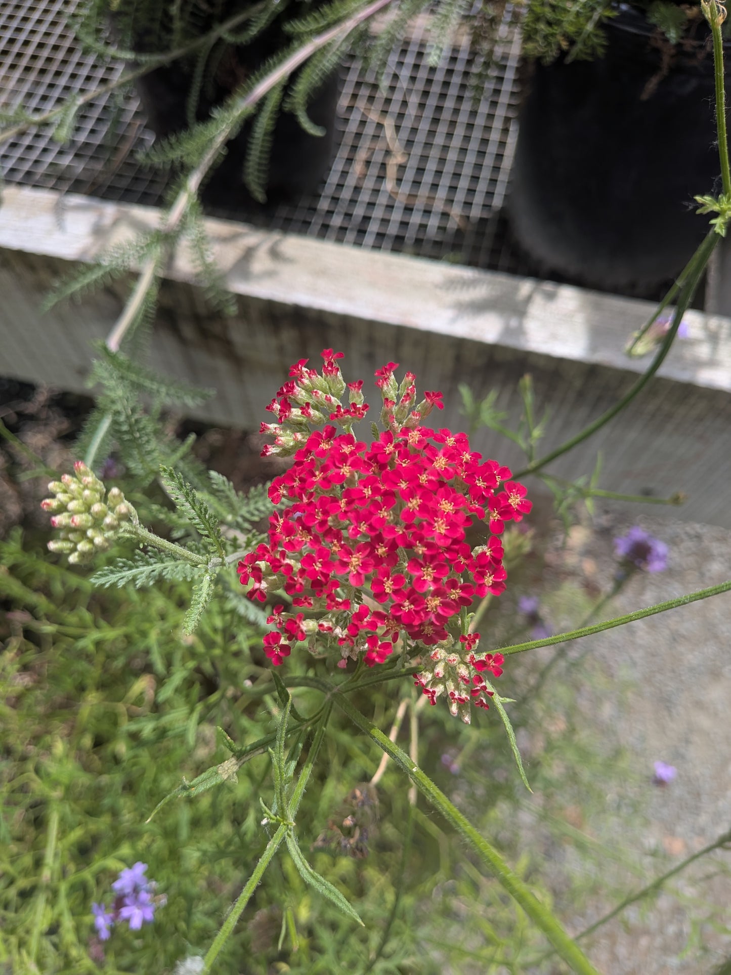 Achillea millefolium 'Paprika' - Paprika Yarrow