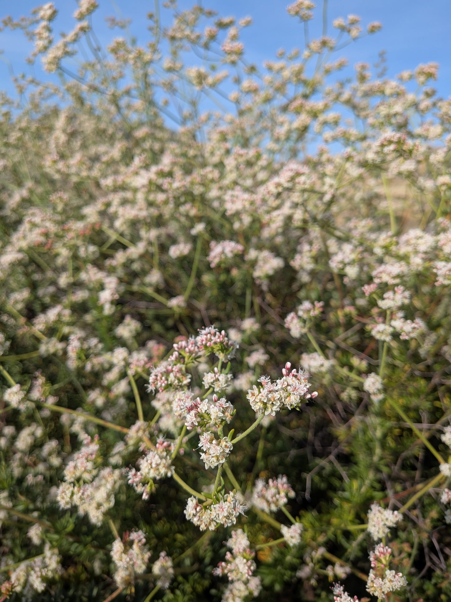 Eriogonum fasciculatum - CA Buckwheat