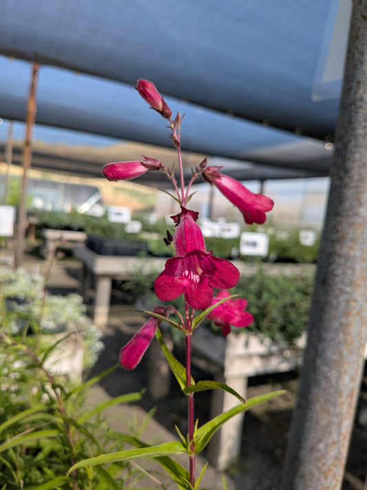 Penstemon 'Garnet' - Garnet Beardtongue