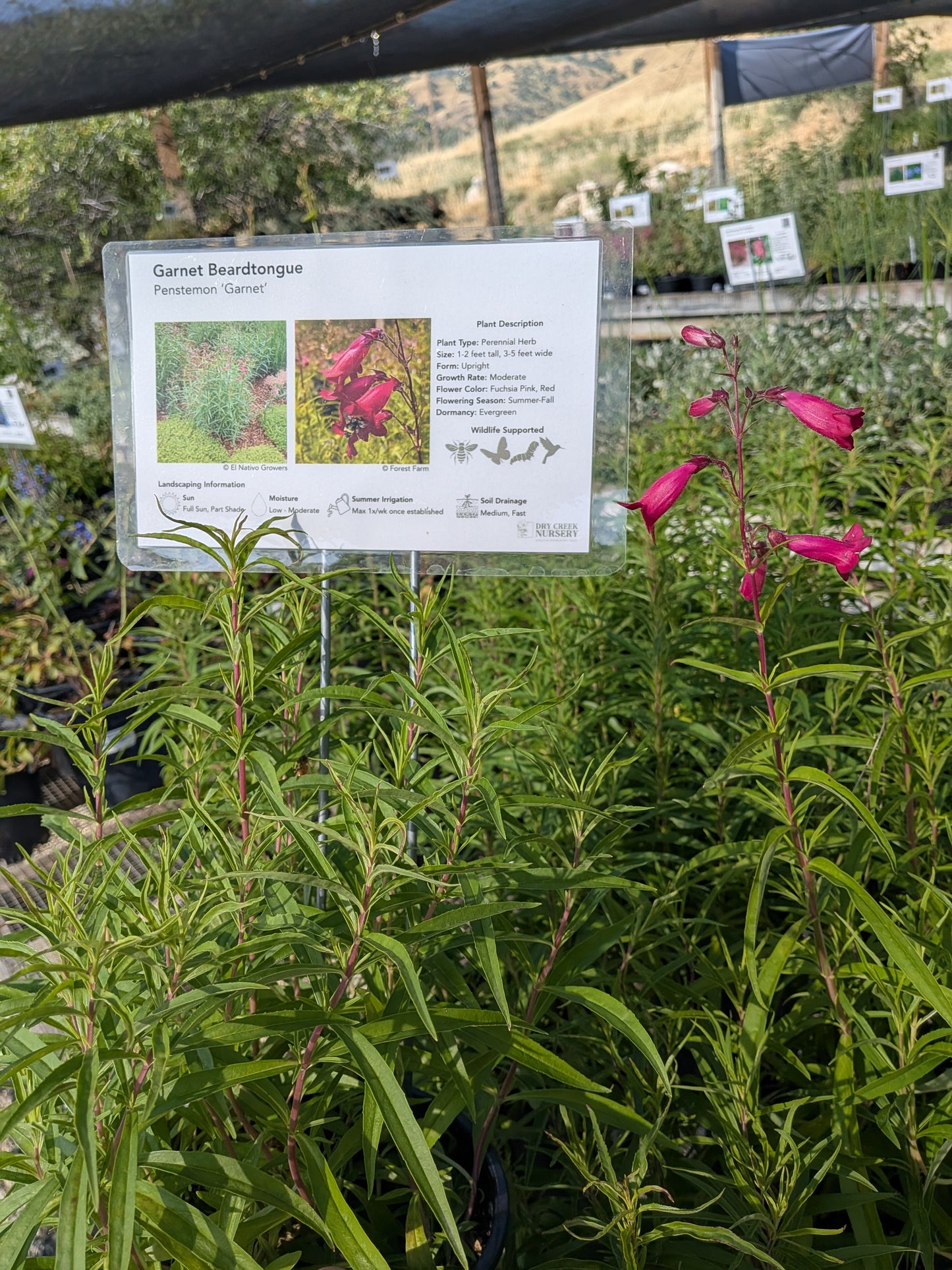 Penstemon 'Garnet' - Garnet Beardtongue