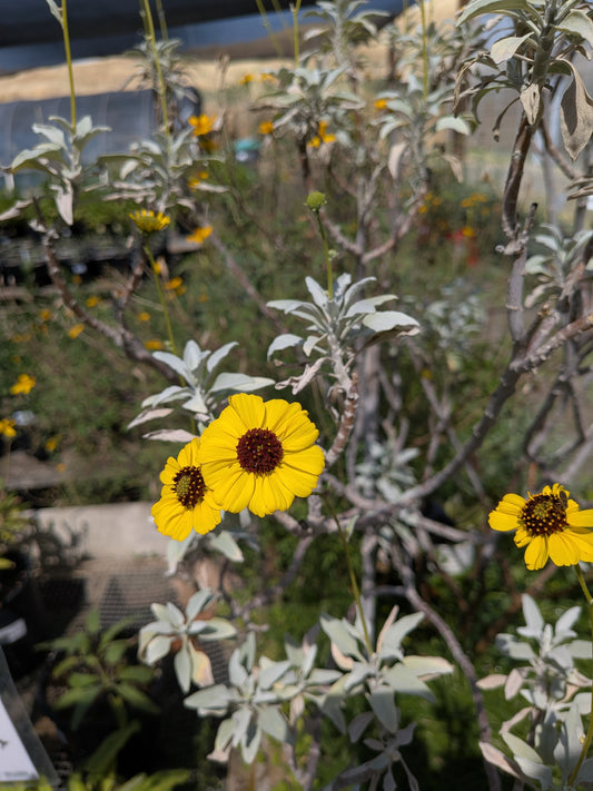 Encelia farinosa - Incienso, Brittlebush