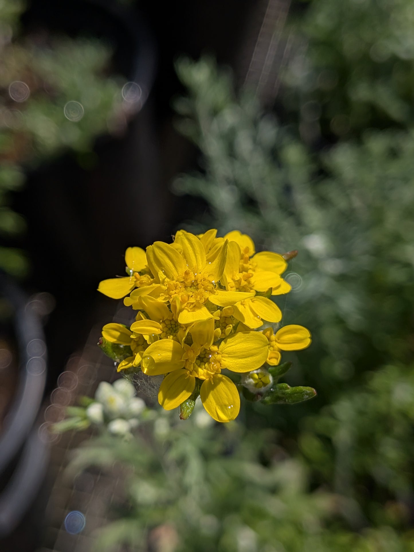 Eriophyllum confertiflorum - Golden Yarrow