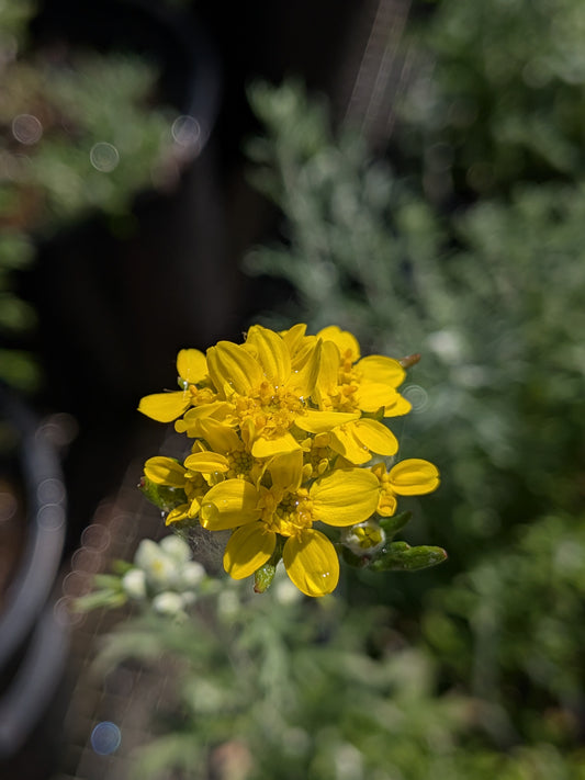 Eriophyllum confertiflorum - Golden Yarrow