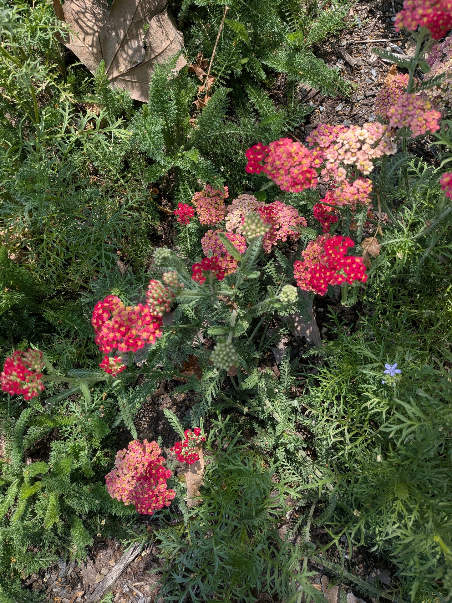 Achillea millefolium 'Paprika' - Paprika Yarrow