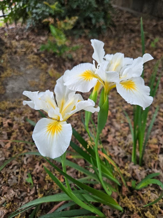 Iris douglasiana 'Canyon Snow'