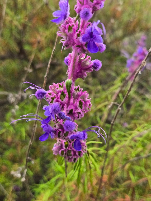 Tricostema lanatum - Wooly Blue Curls