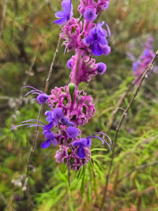 Tricostema lanatum - Wooly Blue Curls