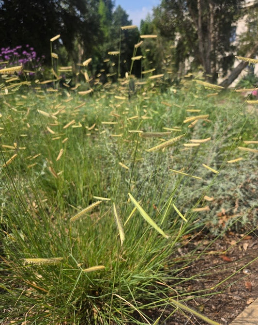 Bouteloua gracilis - Blue Grama Grass