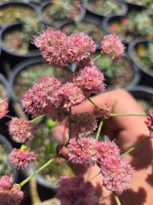 Eriogonum grande var. rubescens - Red Buckwheat