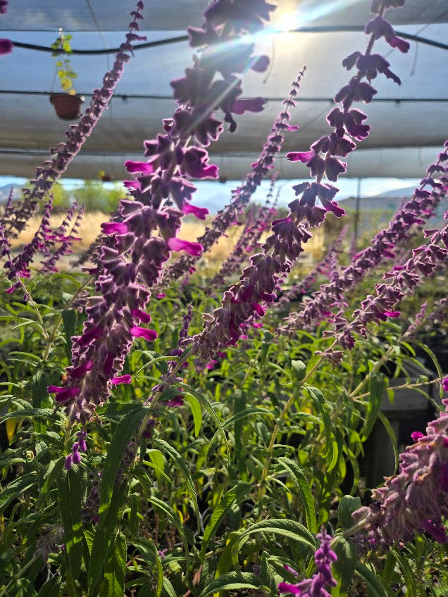 Salvia leucantha 'Midnight' - Mexican Bush Sage 'Midnight'