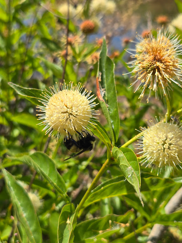 Cephalanthus occidentalis - Buttonbush