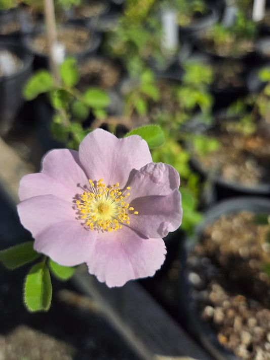 Rosa californica - CA Rose