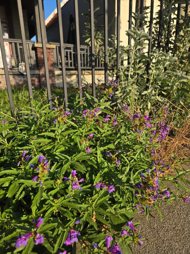 Penstemon heterophyllus 'Catherine de la Mare'