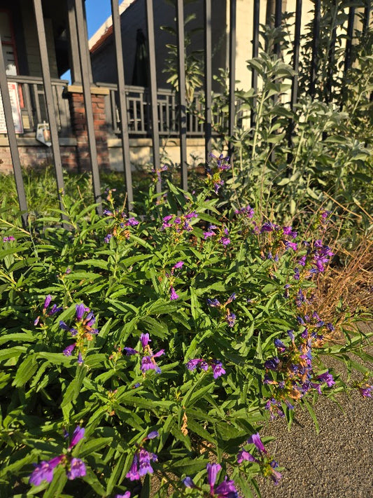 Penstemon heterophyllus 'Catherine de la Mare'