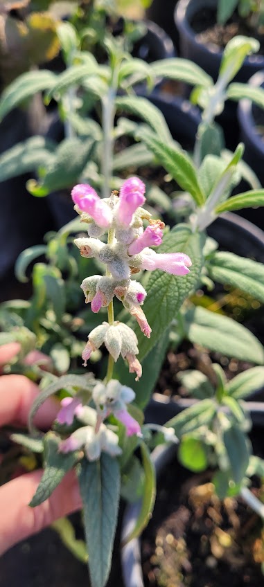 Salvia leucantha 'Danielle's Dream' - Mexican Bush Sage 'Danielle's Dream'