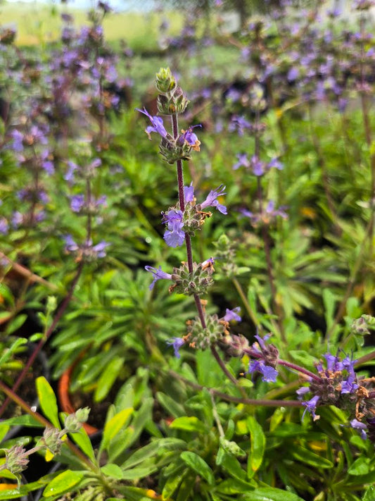 Salvia 'Dara's Choice'