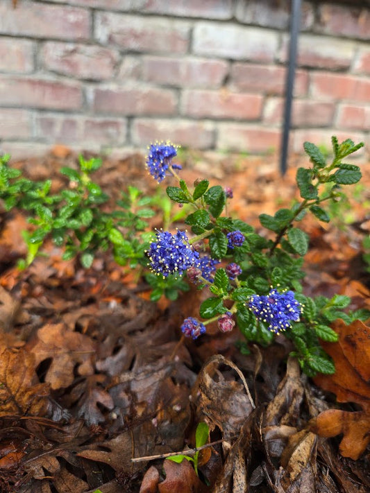 Ceanothus 'Dark Star'