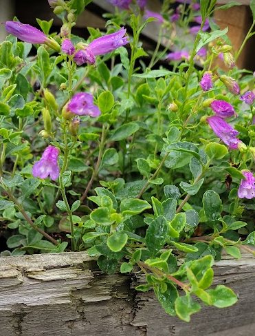 Penstemon davidsonii - Davidson's Beardtongue