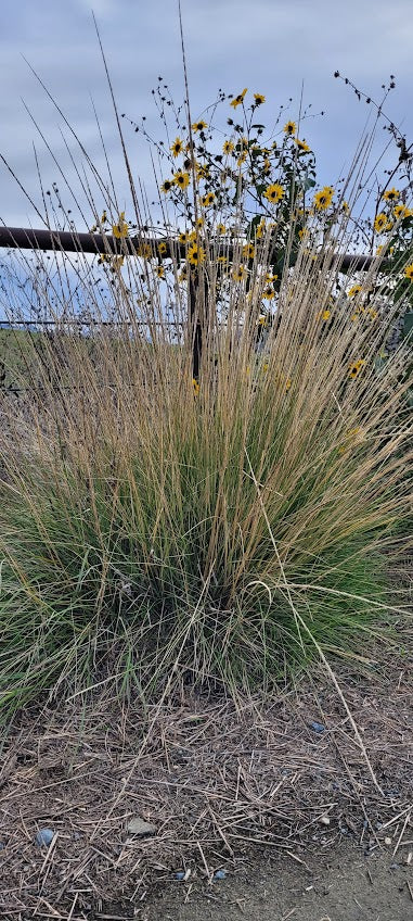 Muhlenbergia rigens - Deer Grass