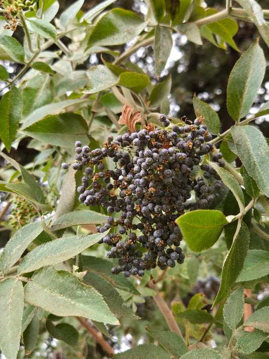Sambucus mexicana - Blue elderberry