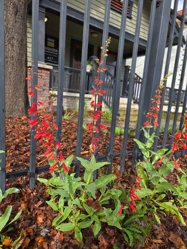 Penstemon eatonii - Firecracker Penstemon
