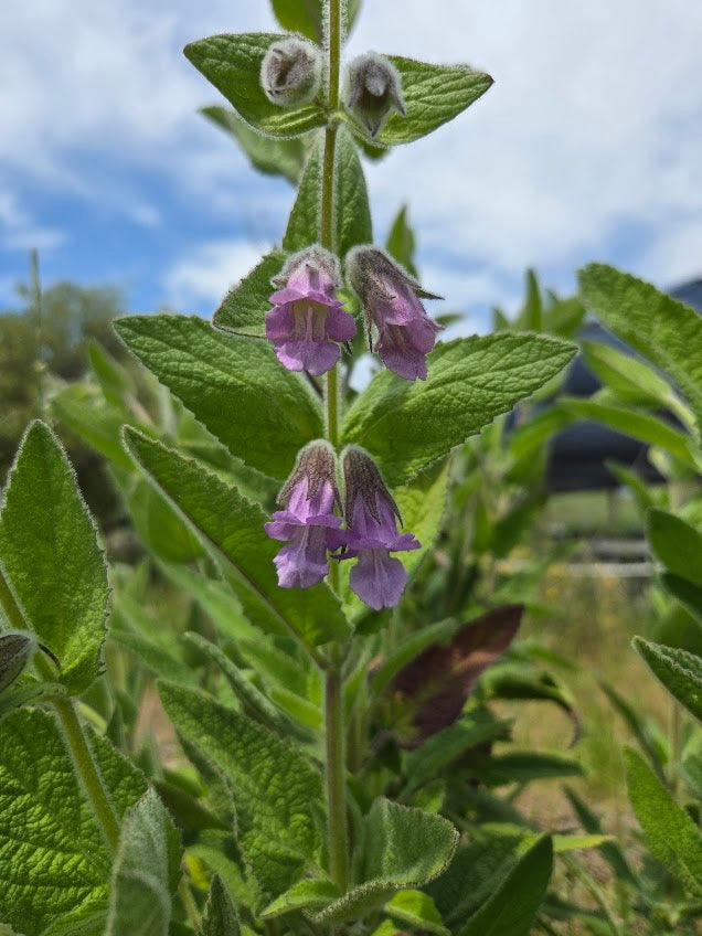 Lepechinia fragrans - Fragrant Pitcher Sage