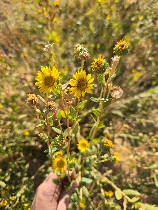 Grindelia camporum - Gumplant