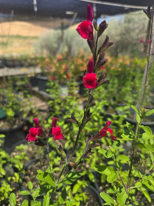 Salvia greggii 'Heatwave Blaze'