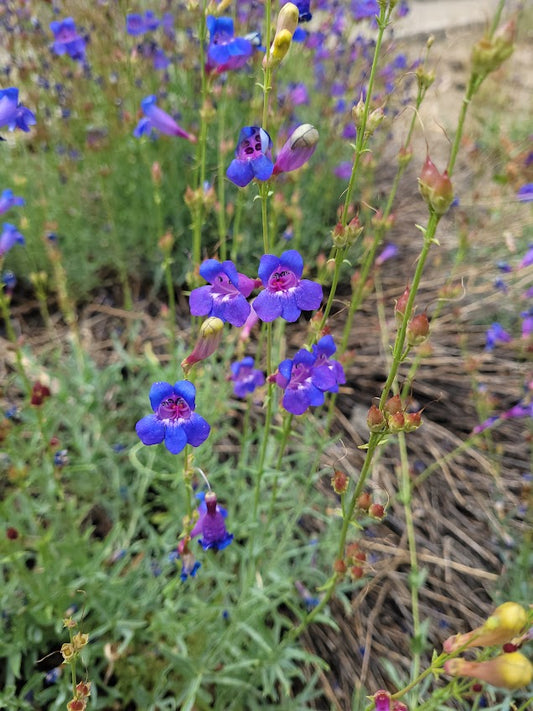 Penstemon heterophyllus 'Margarita Bop'