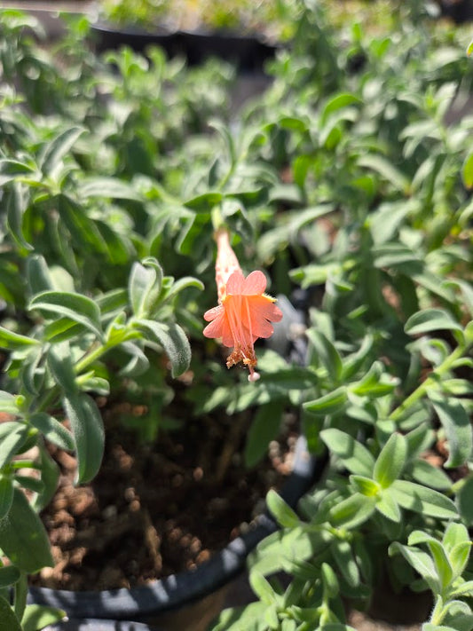 Epilobium canum 'Marin Pink' - Marin Pink California Fuchsia