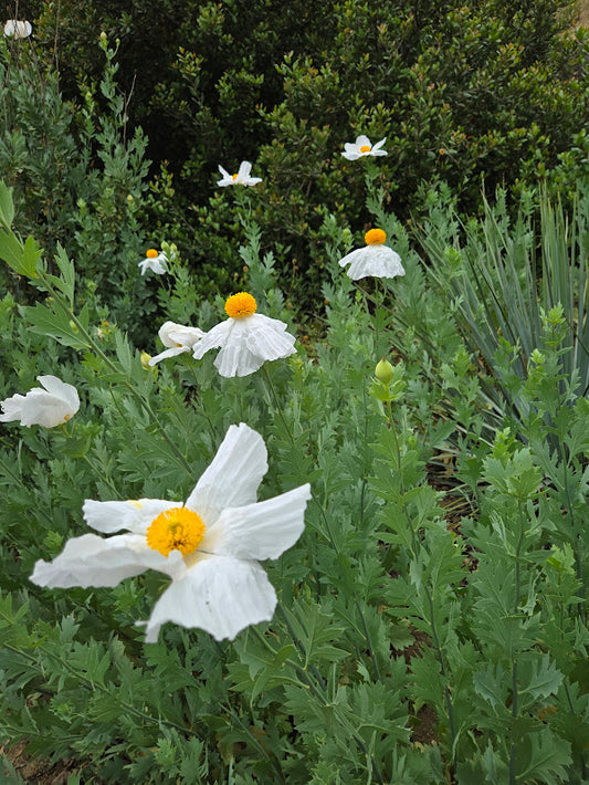 Romneya coulteri - Matilija Poppy