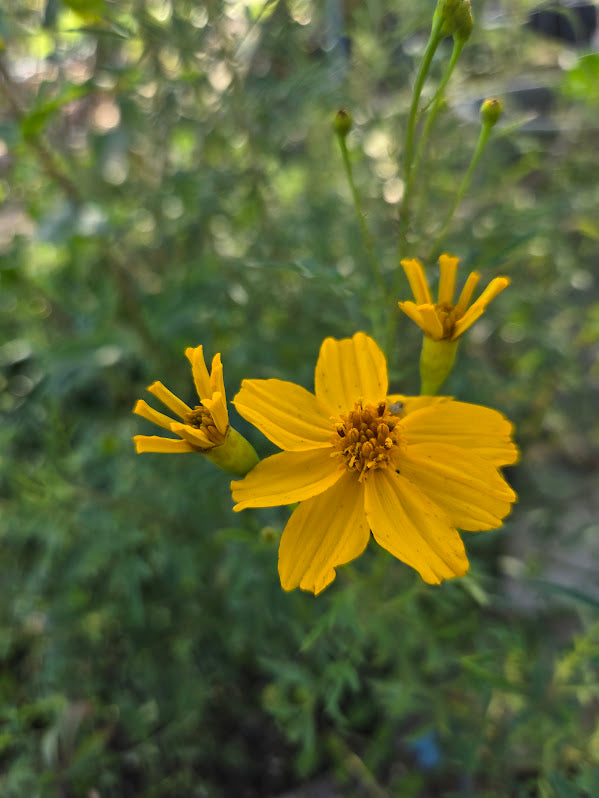 Tagetes lemmonii - Mexican Marigold