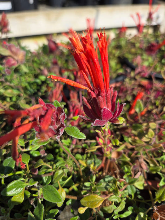 Monardella macrantha 'Marian Sampson'