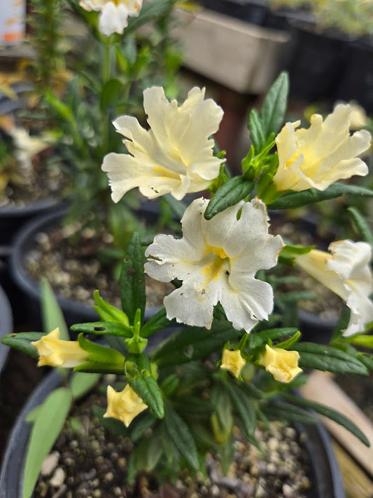 Diplacus bifidus 'White' - Monkeyflower 'White'