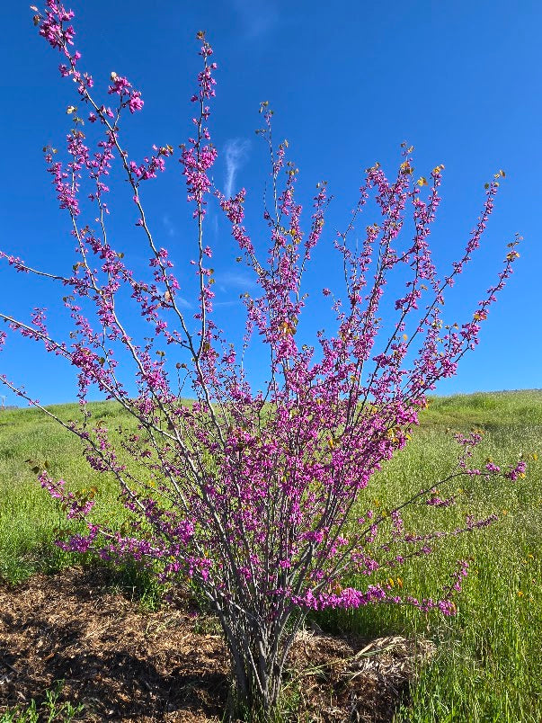 Cercis occidentalis - Western Redbud