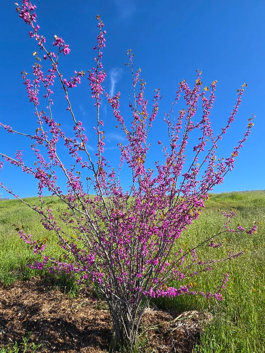 Cercis occidentalis - Western Redbud