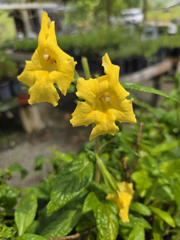 Diplacus calycinus - Rock Monkeyflower