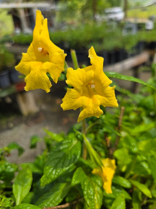 Diplacus calycinus - Rock Monkeyflower