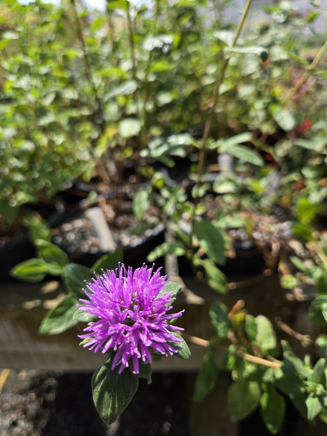 Monardella villosa 'Russian River' - Coyote Mint