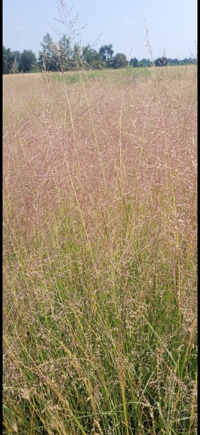 Sporobolus airoides - Alkali Sacaton