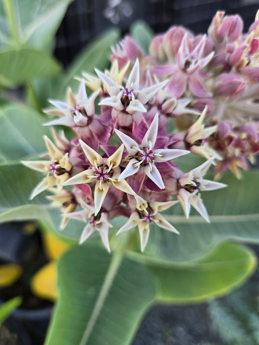 Asclepias speciosa - Showy Milkweed