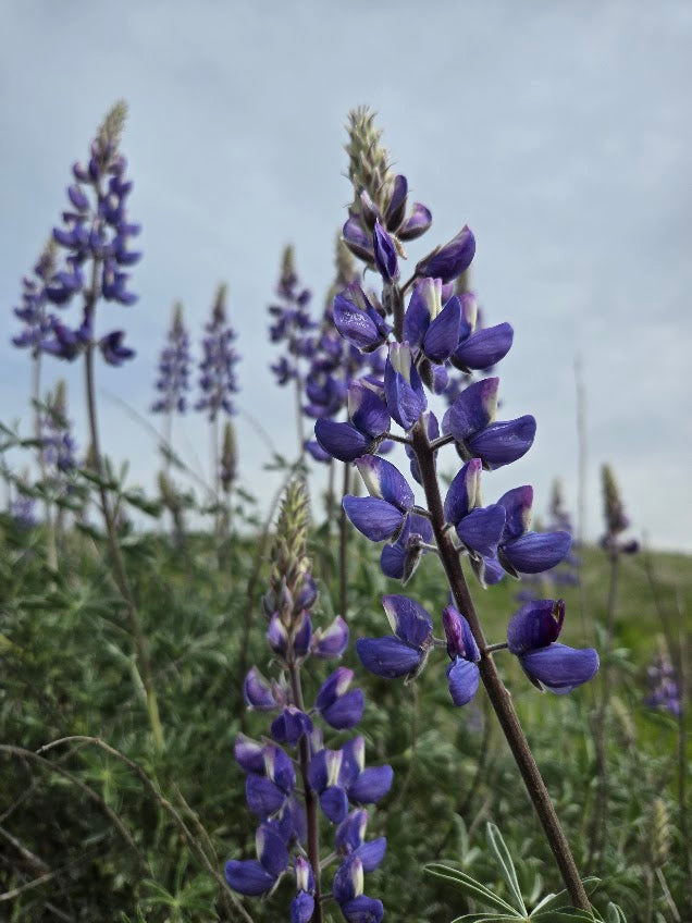 Lupinus albifrons - Silver bush lupine
